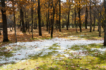 初雪が積もった晩秋の公園
