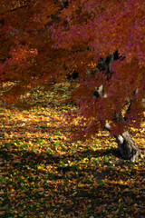 紅葉のモミジとカラフルな落葉
