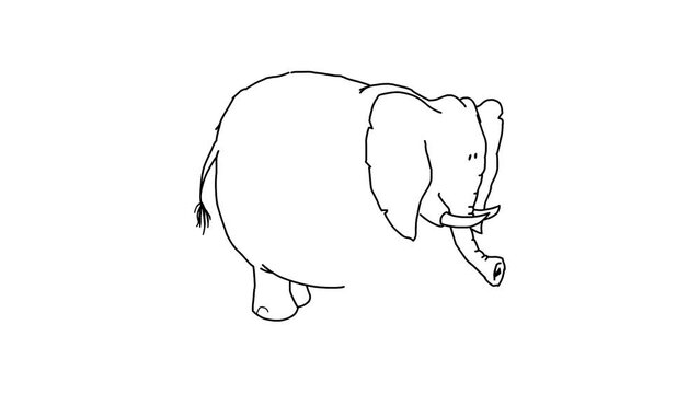 elephant sketch on white background