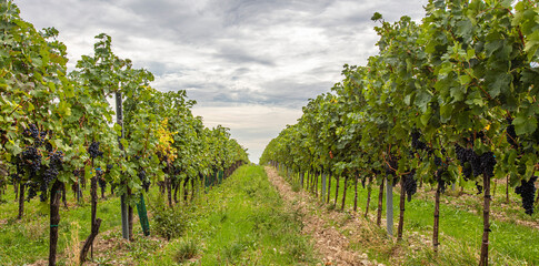 Fototapeta na wymiar green vineyards rows