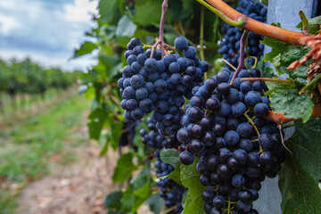 Fototapeta premium blue grapes in green vineyard