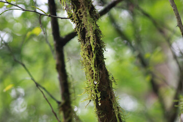Mossy branch in the rain