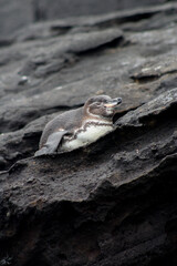 Penguin in the galapagos nap