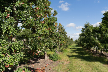 Beautiful summer apple trees in a row at local orchard in rural Pennsylvania 