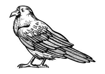Crow with three eyes engraving PNG illustration with transparent background