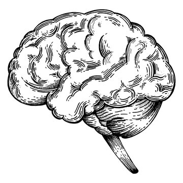 Human brain sketch engraving PNG illustration with transparent background