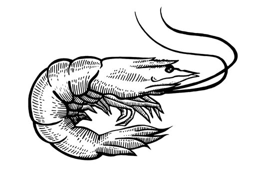 recommend clip art: Shrimp sea animal sketch engraving PNG illustration with transparent background