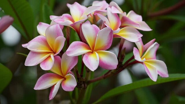 Frangipani (or Plumeria flower) flowers blooming in the nature. This evocative tropical flower, with its sweet romantic fragrance.