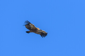 One griffon vulture flying in front of blue sky