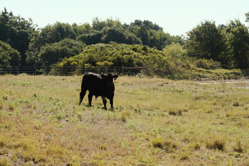 Fototapeta premium Black angus cow in Texas pasture of beef ranch during summer outdoors for agriculture industry.