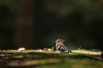 A Eurasian Hoopoe standing on the ground in a pine forest