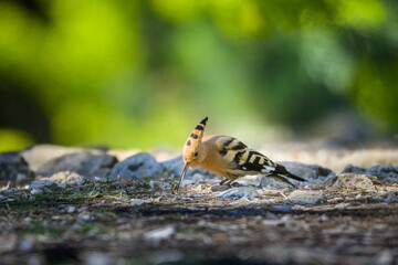 A Eurasian Hoopoe standing on the ground in a pine forest