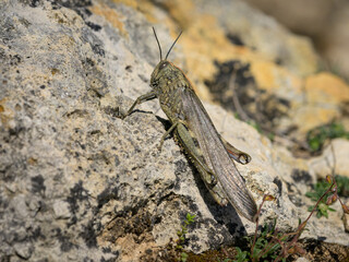 An Egyptian Locust (Anacridium aegyptium) sitting on a stone
