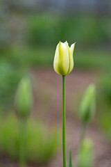 Light yellow tulip flower, blurred bokeh background, selective focus