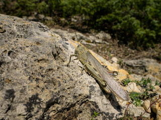 An Egyptian Locust (Anacridium aegyptium) sitting on a stone