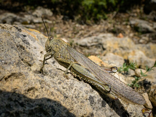 An Egyptian Locust (Anacridium aegyptium) sitting on a stone