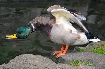 Duck mallard male stands on the rock near the water,   spreads its wings and stretch the neck . Close up portrait of a wild duck mallard in motion .