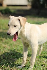 Obraz premium golden retriever puppy