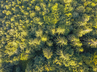Spruce Forest on a Summer Day. Aerial View Flat Lay