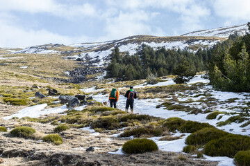 hikers in the Sierra Nevada walking along a snowy path with pines and brooms