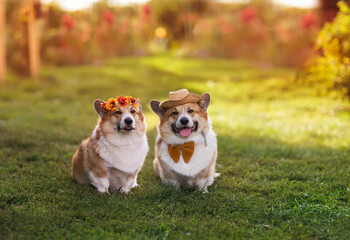 two cute corgi dogs a boy and a girl sit side by side in a sunny meadow
