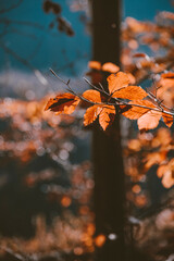 Autumn Fall Nature Cozy 