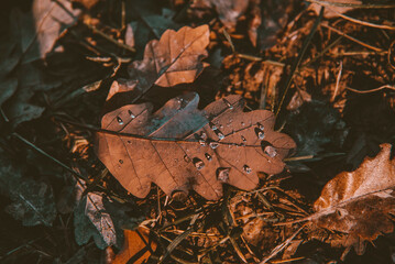 Autumn Fall Nature Cozy 