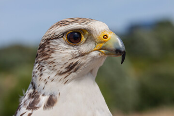 Close up head of a attentive and alert Peregrine Falcon (Falco Peregrinus).