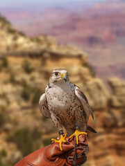 Peregrine Falcon (Falco Peregrinus) sitting on the arm with leather glove of a falconic expert with...