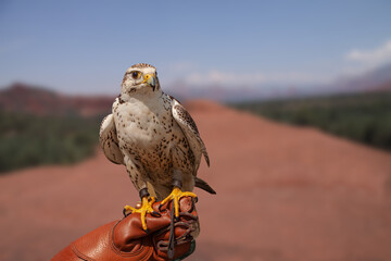 Peregrine Falcon (Falco Peregrinus) sitting on the arm with leather glove of a falconic expert with blue sky and rock mountain background. .