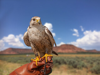 Peregrine Falcon (Falco Peregrinus) sitting on the arm with leather glove of a falconic expert with blue sky and rock mountain background. .