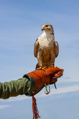 Peregrine Falcon (Falco Peregrinus) sitting on the arm with leather glove of a falconic expert with...