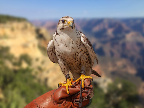 Peregrine Falcon (Falco Peregrinus) sitting on the arm with leather glove of a falconic expert with blue sky and rock mountain background. .
