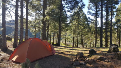 Camping on the trees - Gran Canaria