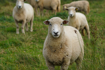 Obraz premium Curious sheep in the green field