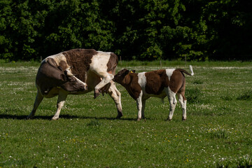 Fototapeta na wymiar Cattle in a meadow