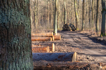 Obraz premium the beauty of the forest