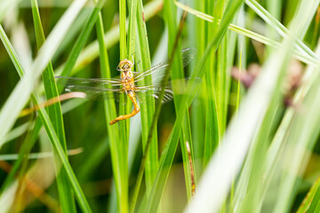 Libellule adulte immature juste émergente aux ailes brillantes avec malformation de l'abdomen, Sympetrum striolatum