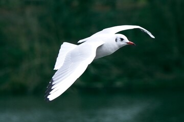Flying Sea gull