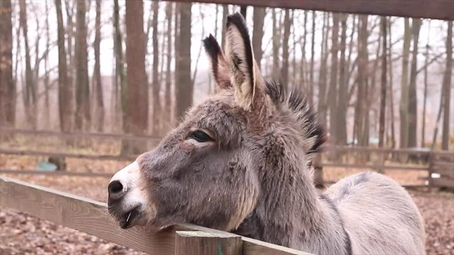 Animal donkey. Port ret of a gray donkey with long ears on a blurred background