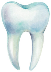 Human tooth illustration