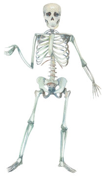 Human skeleton illustration