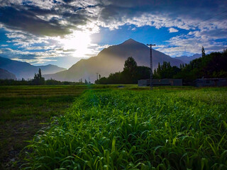 rice field at sunset