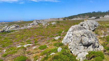 Beautiful landscape in Carre&ccedil;o on the shores of the Atlantic Ocean with a rock formation against the background of a blooming meadow with purple flowers, Portugal.