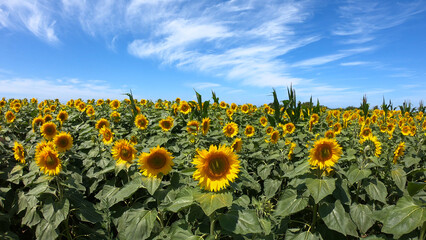 Obraz premium Large yellow sunflowers bloomed on a farm field in summer at Carreco, Viana do Castelo, Portugal. Agricultural industry, production of sunflower oil and honey.