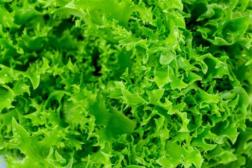 Fototapeta na wymiar Green lettuce leaves background with water drops
