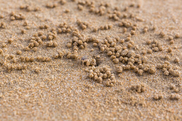 mini crab on the beach