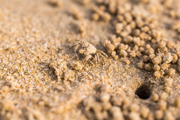 mini crab on the beach