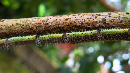caterpillars line up on the longan tree branch. bokeh background. wood textured is clearly seen.