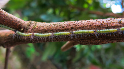 caterpillars line up on the longan tree branch. bokeh background. wood textured is clearly seen.